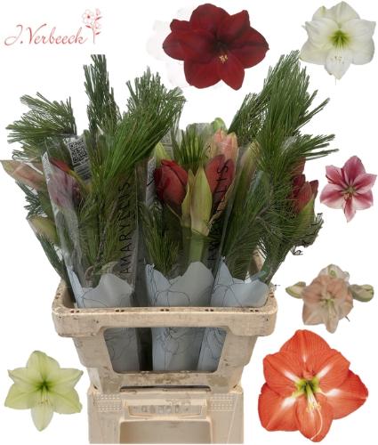 Hippeastrum gemengd