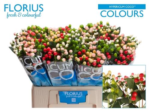 Hypericum Coco Rainbow gemengd