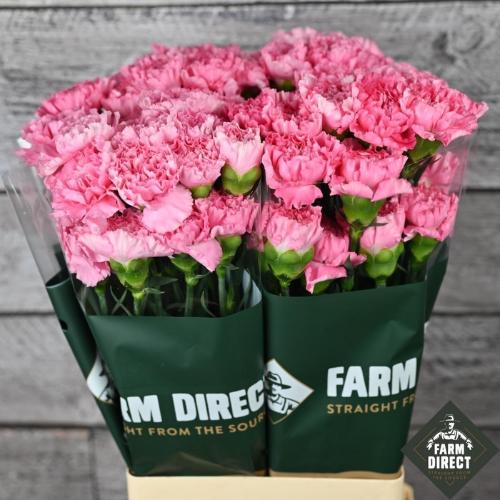 Dianthus standaard overig