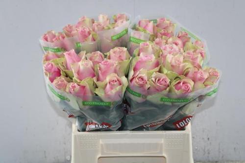 Rosa grootbloemig Belle Rose