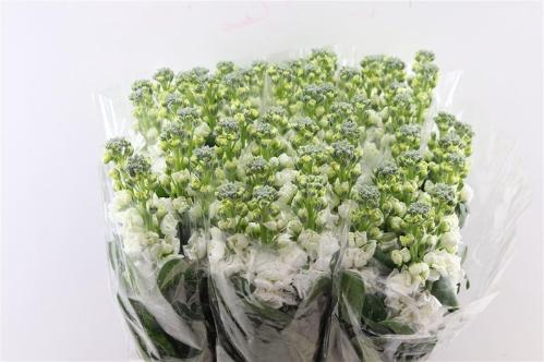 Matthiola incana overig
