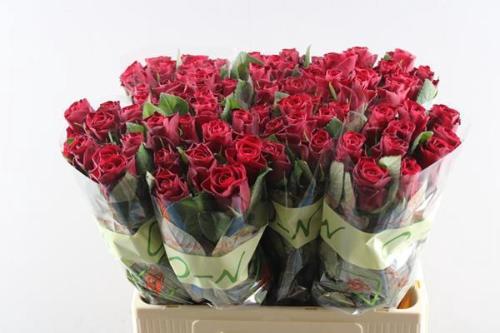 Rosa grootbloemig Red Tacazzi+