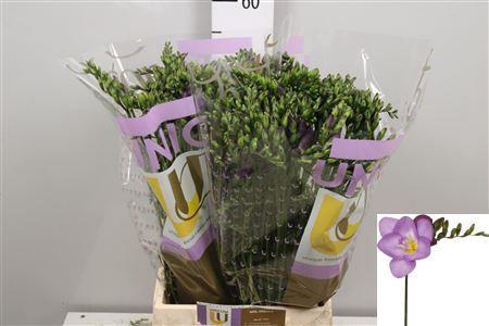 Freesia enkelbloemig 'Delta River'