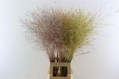 Siergras kleurbehandeld H%