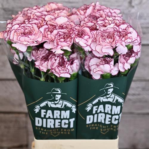 Dianthus standaard Damascus