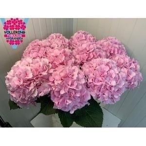 Hydrangea macrophylla 'Verena'