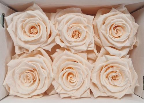 Rosa grootbloemig kleurbehandeld H%