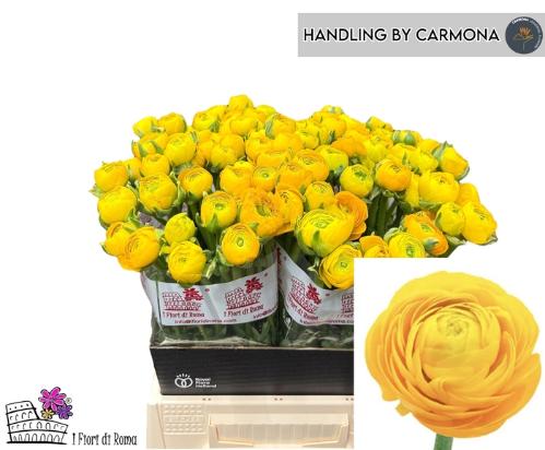Ranunculus asiaticus 'Elegance Yellow'