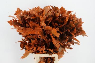 Quercus rubra kleurbehandeld H%
