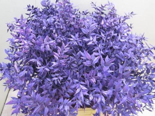 Ruscus kleurbehandeld H%