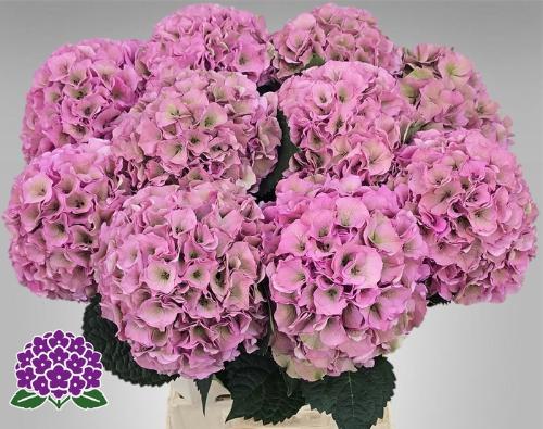 Hydrangea macrophylla Royal Palace (classic)