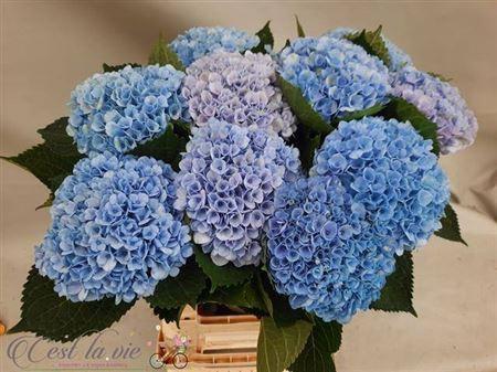 Hydrangea macrophylla Magical Revolution