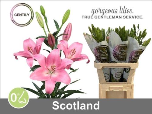 Lilium (LA-hybrids Grp) 'Scotland'