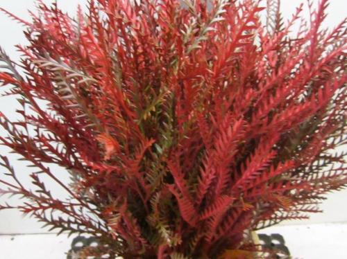 Decoratiegroen kleurbehandeld H%