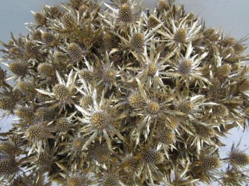 Eryngium planum kleurbehandeld H%
