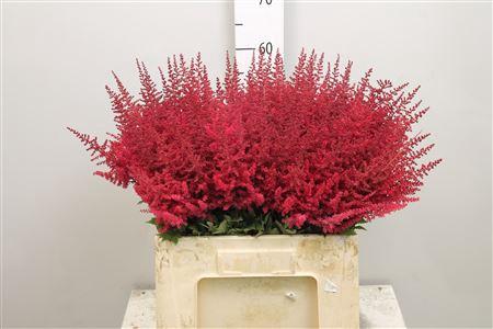 Astilbe Arendsii Grp 'Paul G