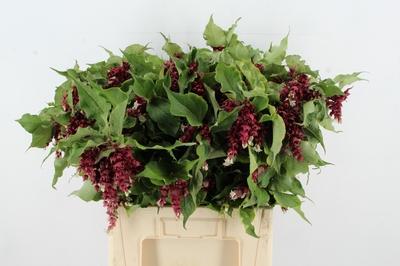 Leycesteria formosa 'Purple Rain'
