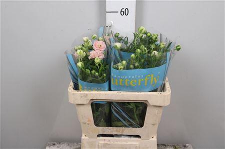 Ranunculus Butterfly Hades