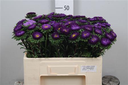 Callistephus chinensis 'Matsumoto Donkerblauw'