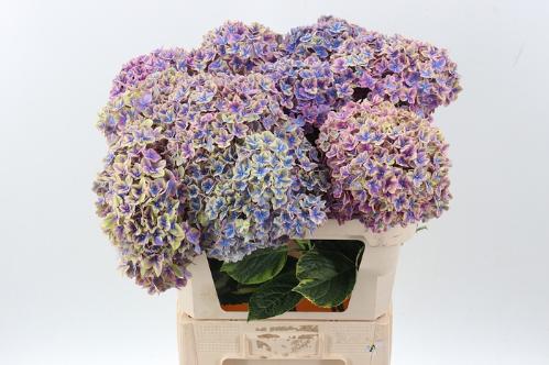 Hydrangea macrophylla 'Samurai'