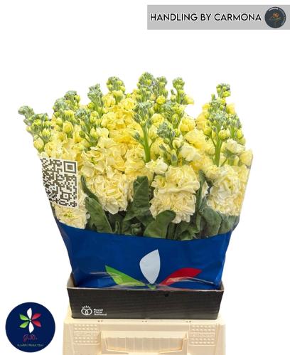 Matthiola incana 'Iron Yellow'