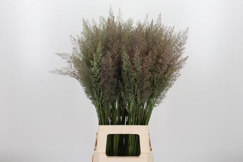 Calamagrostis brachytricha