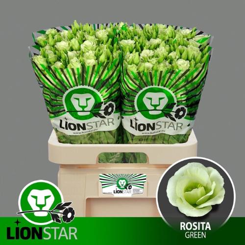 Eustoma russellianum gevuldbloemig 'Rosita Green'