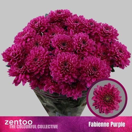Chrysanthemum (Indicum Grp) tros Fabienne Purple