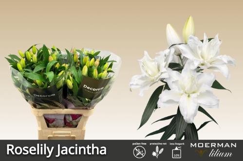 Lilium (Oriental Grp) dubbel Roselily Jacintha