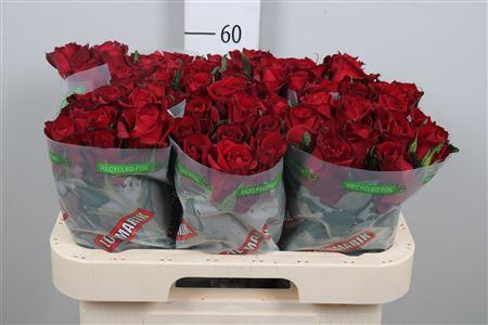 Rosa grootbloemig Ever Red