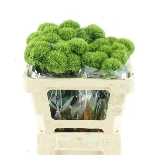 Dianthus barbatus Kiwi Mellow