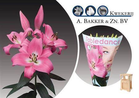 Lilium Oriental x Trumpet Grp 'Tabledance'