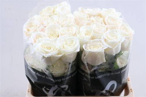 Rosa grootbloemig Playa Blanca