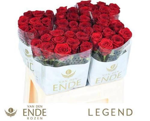 Rosa grootbloemig Red Naomi!