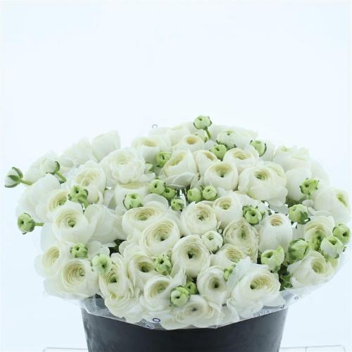 Ranunculus asiaticus Success Niveo