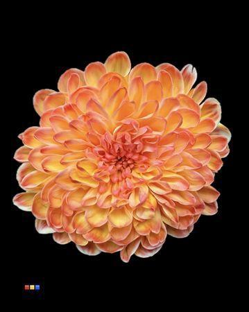 Chrysanthemum Indicum Grp tros kas kleurbehandeld H%