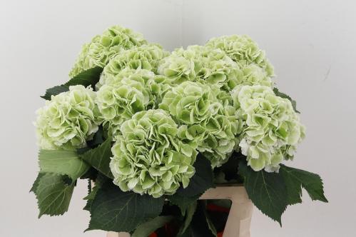 Hydrangea macrophylla 'Schneeball' (classic)