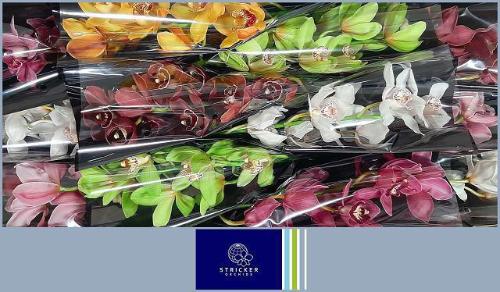 Cymbidium grootbloemig per tak gemengd