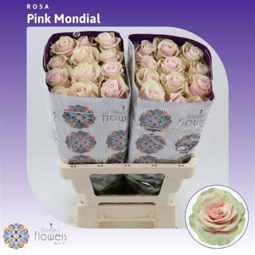 Rosa grootbloemig Pink Mondial