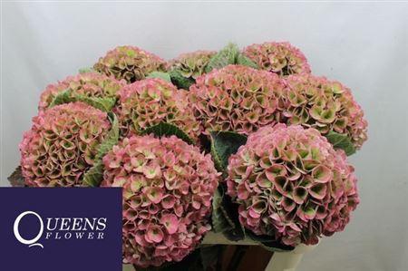 Hydrangea macrophylla Magical Opal (classic)