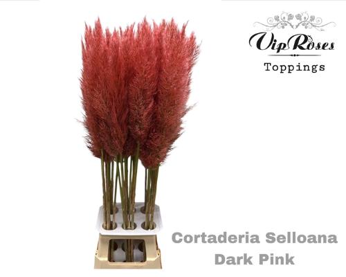 Cortaderia selloana kleurbehandeld H%