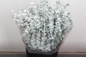 Eucalyptus 'Baby Blue'