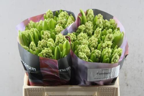 Hyacinthus orientalis 'Fondant'