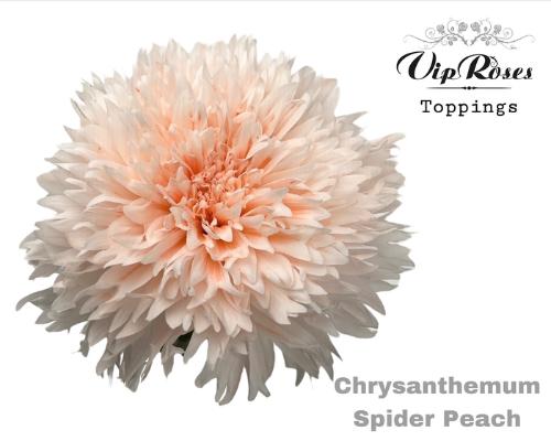 Chrysanthemum geplozen kas kleurbehandeld H%