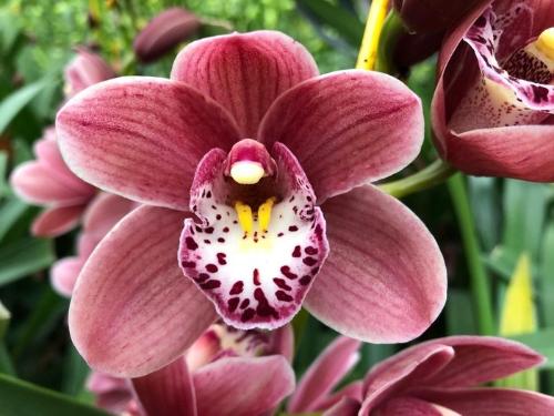 Cymbidium mini per tak Rincon Fairy 'Pink Perfection'