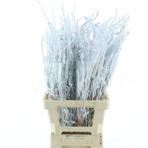 Betula kleurbehandeld H%