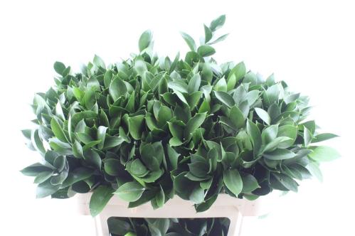 Ruscus hypophyllum (groot blad)