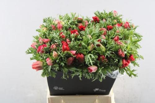 Anemone coronaria 'Marianne Red'