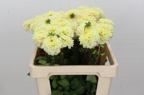 Dahlia (Decorative Grp) 'Bolt'