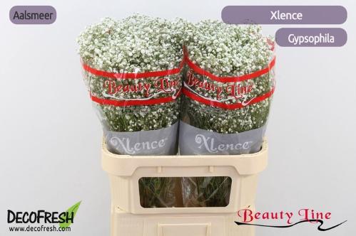 Gypsophila paniculata Xlence